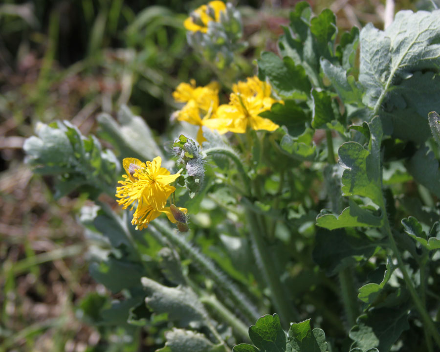 Chelidonium majus L.